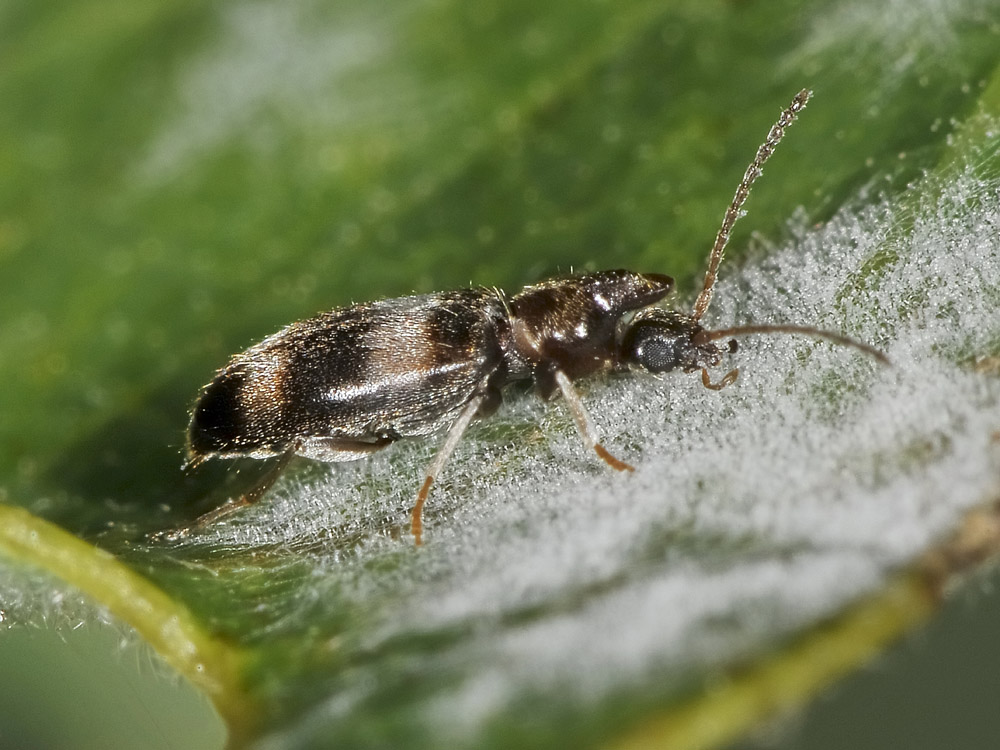 Notoxus trifasciatus e Notoxus miles italicus - (Anthicidae)